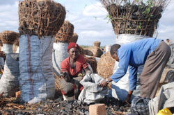 Production and trade of charcoal is a business with ecological implications (Zambia)