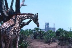 Nature and industry in harmony? Giraffes on a cement industry' s compound in Kenya