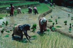 Agriculture is a major employer in countries like Sri Lanka