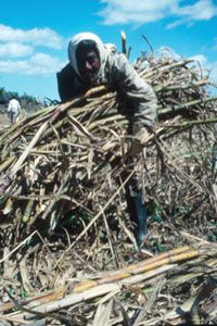 Sugar in Mauritius