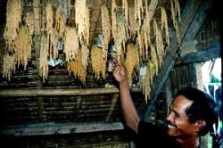 Local rice seeds conservation in the Philippines