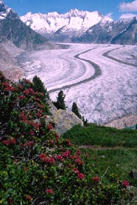 The Biosphere Reserve 'Aletsch' in Switzerland.