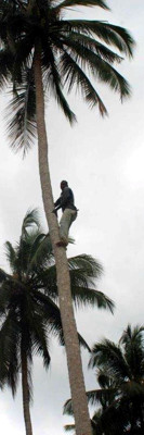 Harvesting coconuts (Tanzania)