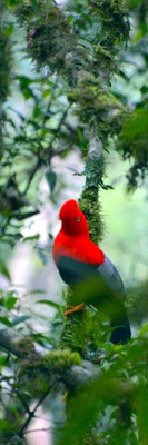 The Andean cock-of-the-rock is the national bird of Peru