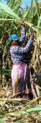 Cutting cane suger in Mauritius: hard work, small income