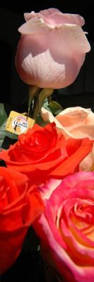 Max Havelaar Fair Trade roses from Ecuador