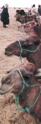 Dromedaries waiting for tourists (Tunisia)