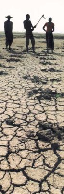 Planting of seedlings after dry season (Mali)