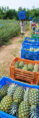 Harvest of fair trade pineapples in Ghana